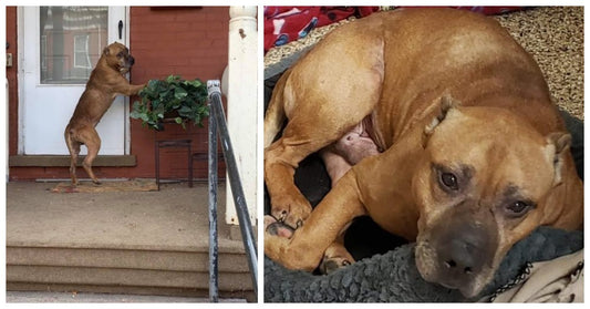 Dog Waited Outside Empty Home For Weeks After Family Moved Away And Left Him