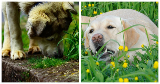 Why Do Dogs Eat Grass? Is It Bad For Them?