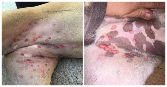 Vet Explains Why More Pet Owners Are Finding Red Circle Spots And Bites On Their Dog’s Stomachs