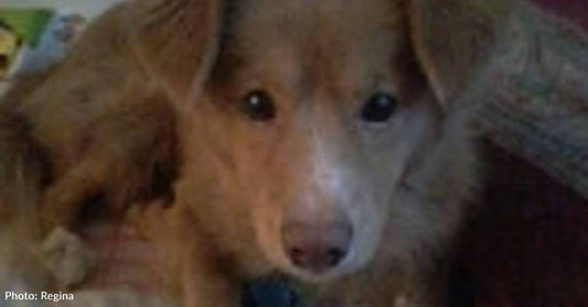 Woman Passes Out, Her Dog Won't Stop Barking Until He Gets Help