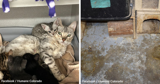 Heat and Horror Awaited Rescuers Who Found Nearly 100 Cats Trapped in Spider-Infested Filth