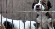 Shut Down The Cruel Puppy Mill Pipeline In Colorado