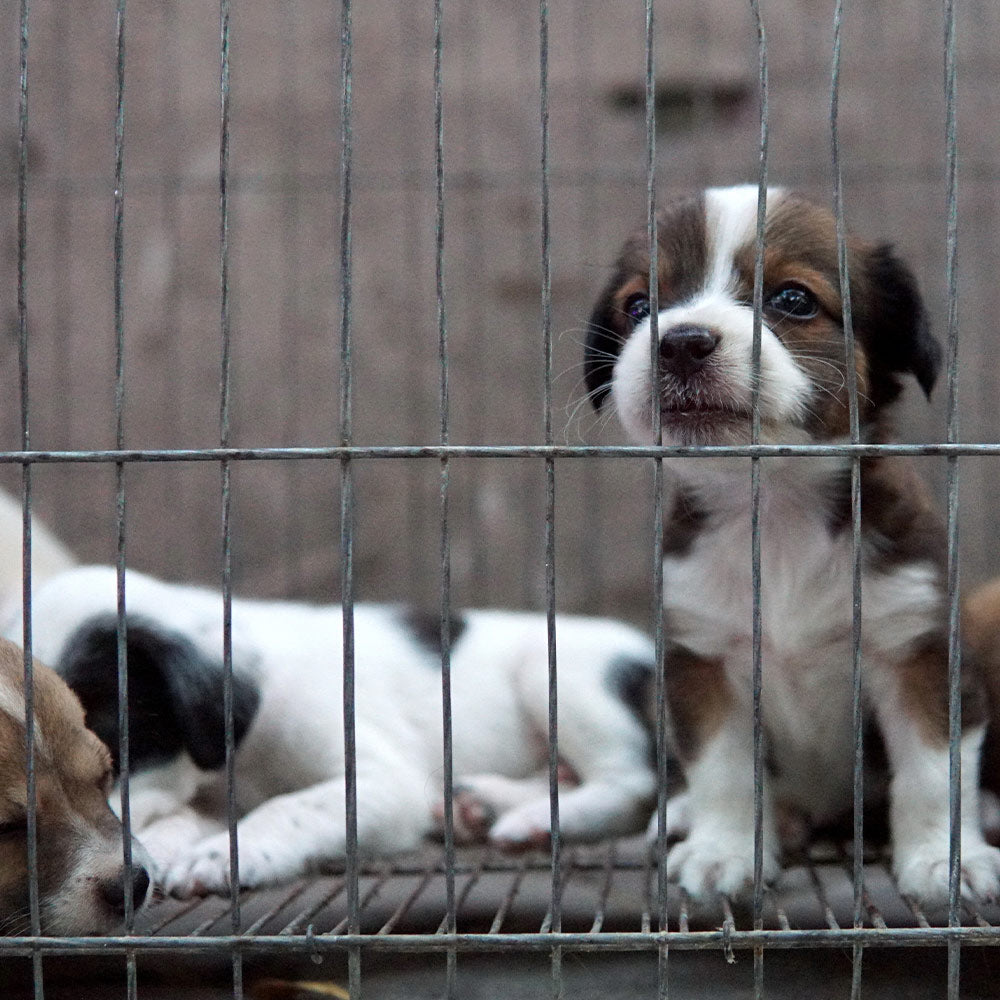 Shut Down The Cruel Puppy Mill Pipeline In Colorado