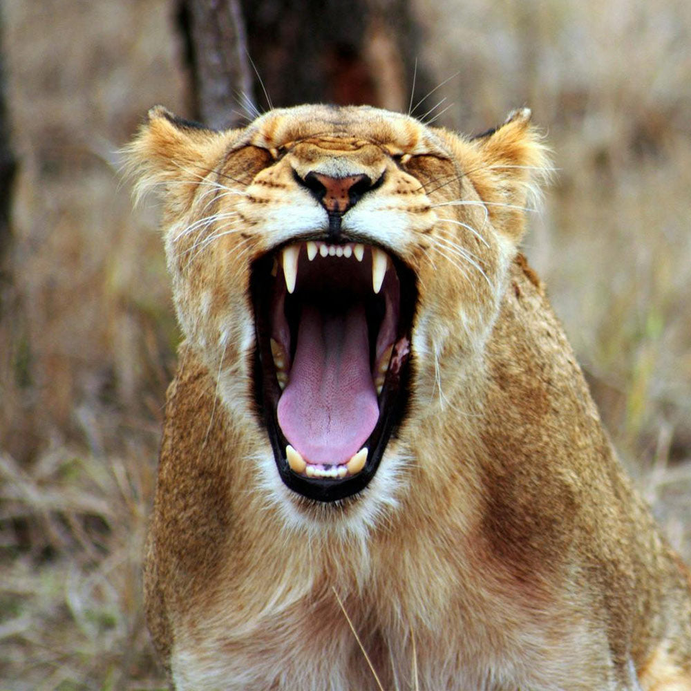 Tell This Zoo To Stop Hiding Animal Deaths And Release It Lions To Safety