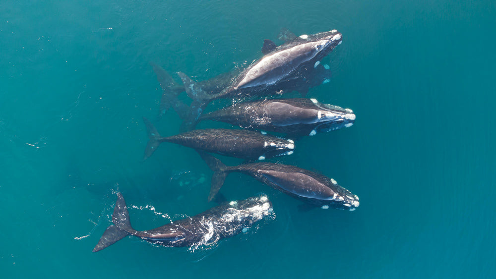 Whaling Nations Defy Global Ban and Push Iconic Species to the Brink
