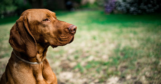 A brown dog sitting in the grass, gazing thoughtfully into the distance.