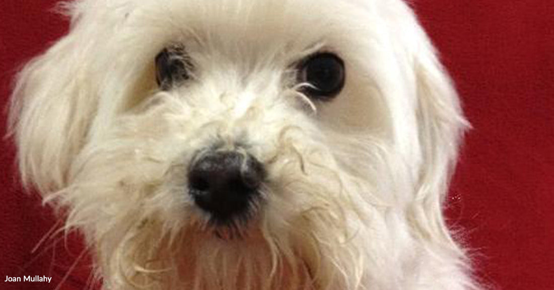 A Scruffy Face On Petfinder Changed Everything