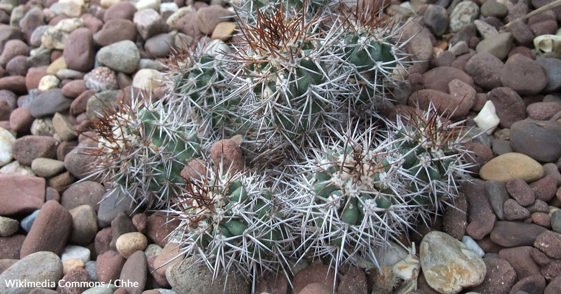 Illegal Trade and Climate Change Push Chile's Copiapoa Cacti to the Brink of Extinction