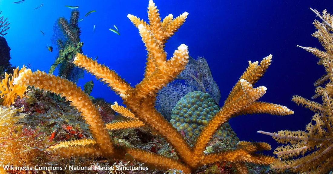 Vibrant coral reef with orange branching corals and colorful fish against a blue background.