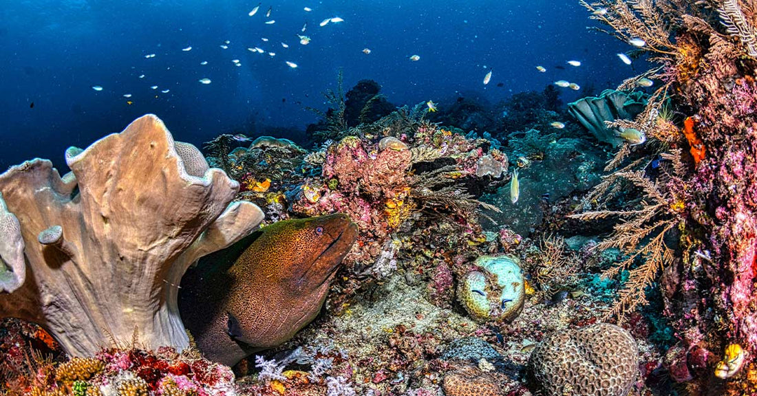 A vibrant coral reef underwater with layered corals, sponges, and small fish swimming through clear blue water.