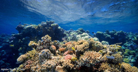 Artificial Light Can Make Coral Reefs More Dangerous at Night