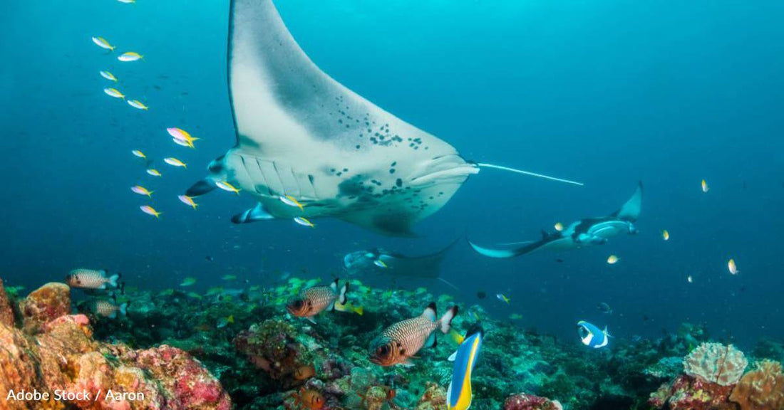 More Than Half of Reef Sharks and Rays at Risk of Extinction, According to New Research