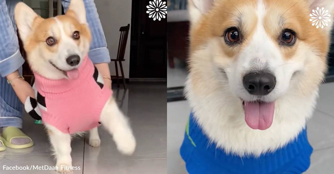 Adorable Corgi Can't Wait to Get Dressed Every Morning