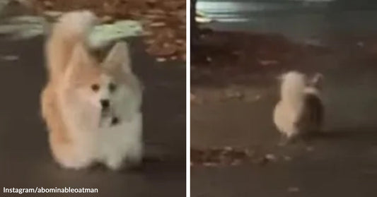 Split image of a tiny fluffy cream-colored dog standing on pavement at night, shown from the front and then from behind.