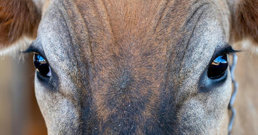 Extreme close-up of a brown cow’s face centered on its large dark eyes and forehead.