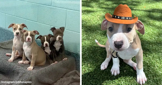 Left: Four small puppies sitting together on a raised dog bed beside a light blue wall.  Right: Close-up of a puppy sitting on grass wearing a small orange cowboy hat.
