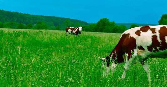 Dairy Cattle Infections Signal Dangerous Shift in Bird Flu Evolution