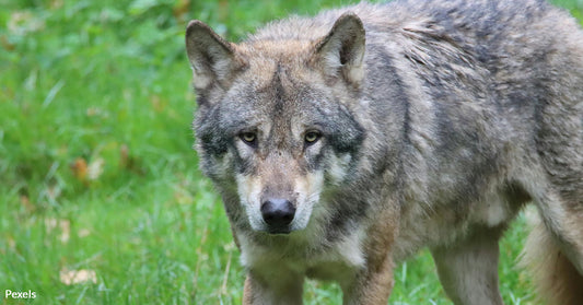 Michigan Hunter Mistakes Rare Gray Wolf for Coyote in Shocking Wildlife Encounter