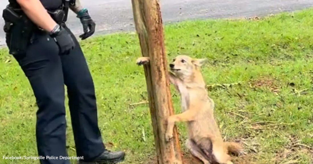 A police officer stands near a playful coyote leaning against a wooden post.