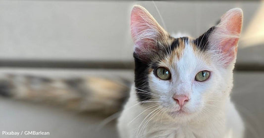 Woman Helps Direct Busy Traffic Away From Kitten in the Road