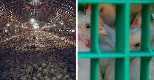 Side-by-side image showing a crowded industrial chicken barn on the left and a close-up of chickens behind green cage bars on the right.