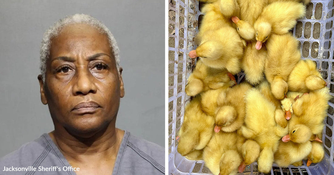 Split image showing a booking photo of an older woman beside a crate filled with yellow baby ducklings viewed from above.
