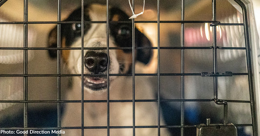 Over 100 At-Risk Shelter Pets Have Landed In New Jersey to Find Forever Homes