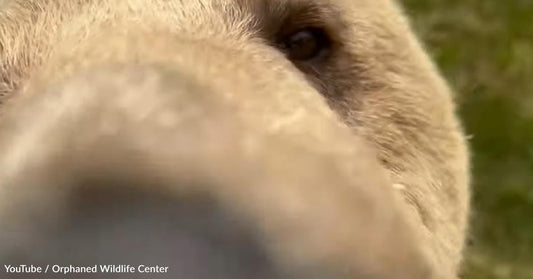 Watch the Moment a Bear Finds a Camera at His Wildlife Sanctuary