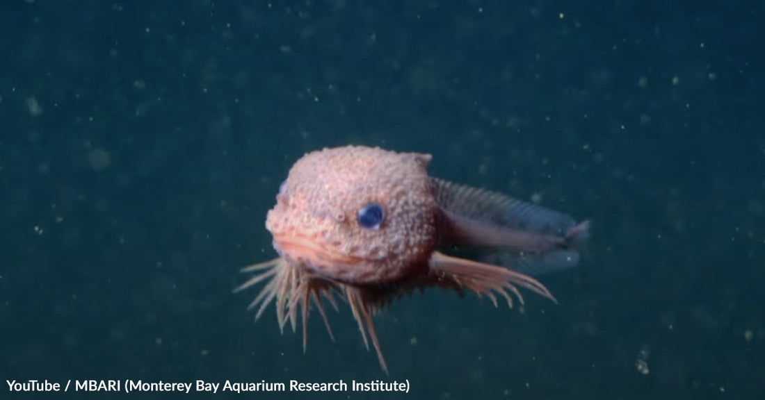 Adorable Deep Sea Snailfish Found Thriving In Crushing Darkness