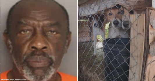 On the left, an older man with a gray beard wearing an orange shirt poses against a gray background; on the right, two dogs peer through a chain-link fence in.