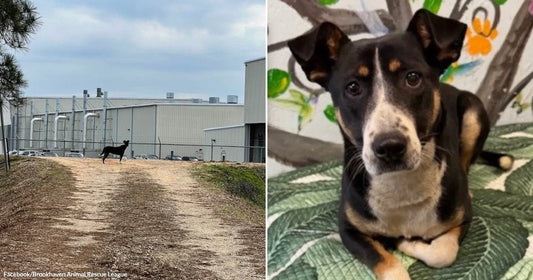 On the left, a black dog stands on a dirt path near an industrial building; on the right, a tricolor black, tan, and white dog lies on a leafy blanket.