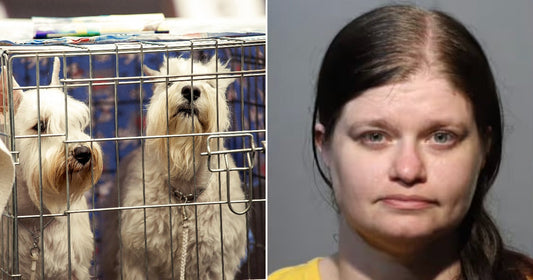 On the left, two small white fluffy dogs peer through the bars of a wire crate; on the right, a woman with dark hair poses against a gray background.