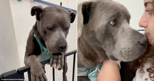 On the left, a gray pit bull rests its paws on a black gate indoors; on the right, the same dog leans close to a curly-haired woman's face.