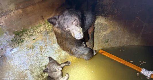 A black bear and her small cub are trapped in a flooded concrete cistern, with a wooden pole extending toward them as a rescue aid.
