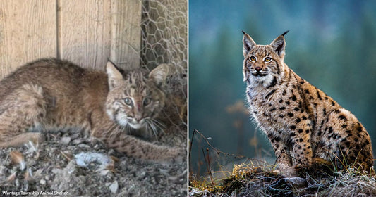 On the left, a young bobcat crouches near a fence; on the right, a spotted lynx sits alertly in a misty forest meadow.
