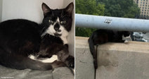 On the left, a black-and-white tuxedo cat lounges in a small enclosure; on the right, the same cat perches on a concrete bridge railing in an urban setting.