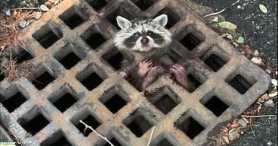 A raccoon peers upward through the open square grid of a rusty metal storm drain grate embedded in pavement.