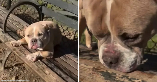 On the left, a tan English Bulldog rests its chin on a wooden park bench, tongue out; on the right, a close-up of the same bulldog's wrinkled face pressed against.