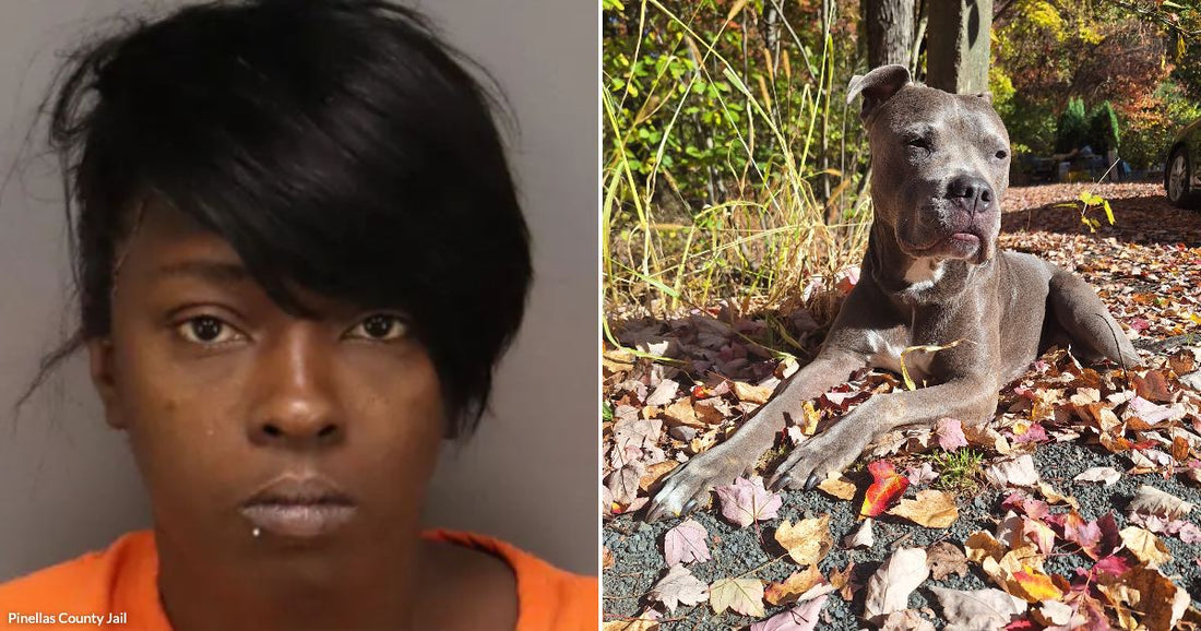 On the left, a woman in an orange top poses for a close-up photo; on the right, a gray pit bull dog relaxes on a gravel path covered in colorful.
