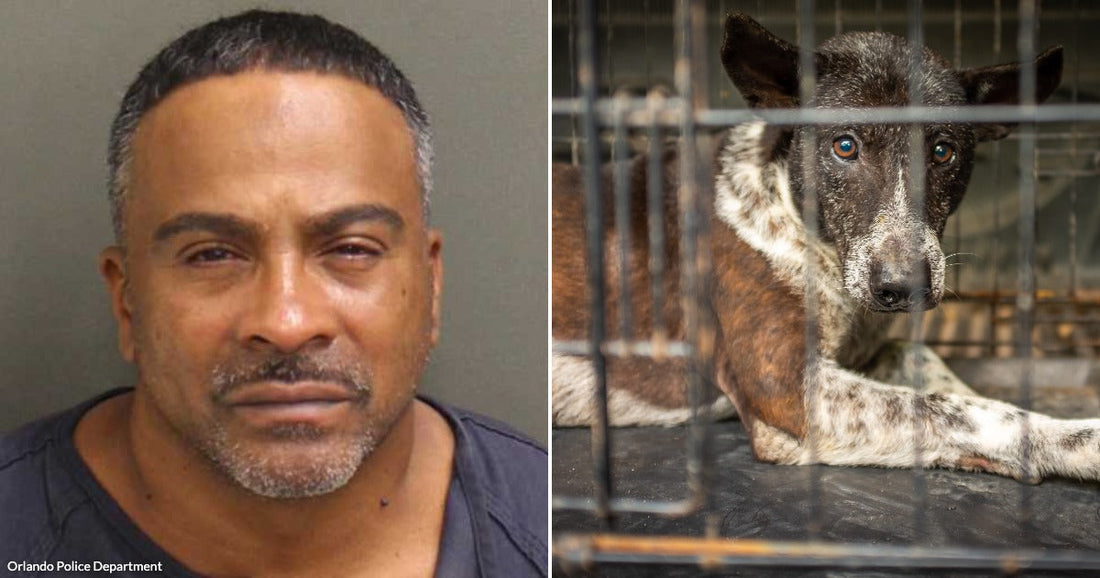 Mugshot of a man with short hair and facial hair against a plain background. Dog lying inside a cage, looking out with wide eyes.