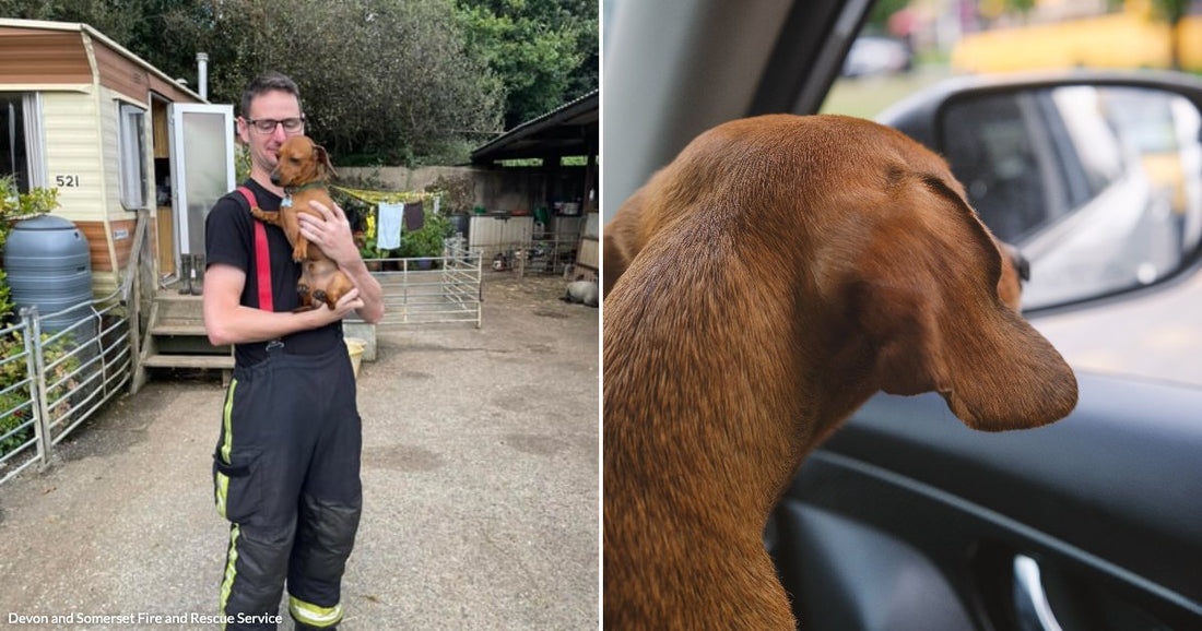 On the left, a man in firefighter gear holds a small brown dog outdoors near a mobile home; on the right, a brown dachshund looks out a car window.