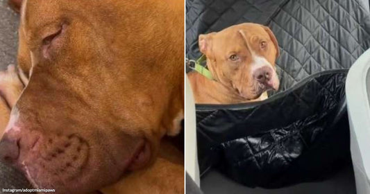 On the left, a red-brown dog sleeps with its head resting on its paw; on the right, the same dog sits in a car's back seat wearing a green collar.