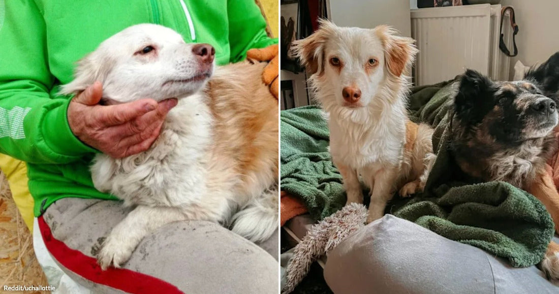 On the left, an elderly person in a green jacket cradles a fluffy white dog; on the right, two dogs — one white and one dark — lounge together on.