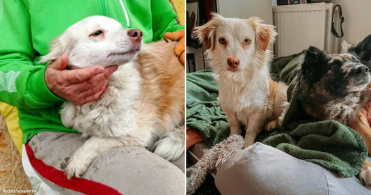 On the left, an elderly person in a green jacket cradles a fluffy white dog; on the right, two dogs — one white and one dark — lounge together on.