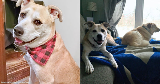 Side-by-side images show a tan dog wearing a red plaid bandana and later relaxing at home beside another dog.