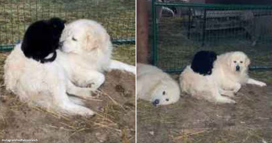 On the left, a small black lamb rests on a fluffy white Great Pyrenees dog outdoors on straw; on the right, two Great Pyrenees dogs lie in a hay-filled barn.