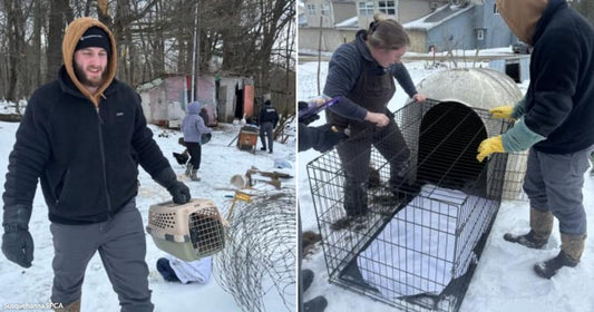 On the left, a bearded man carries a pet carrier in a snowy, cluttered yard; on the right, two people handle a wire crate near a dog shelter in snow.
