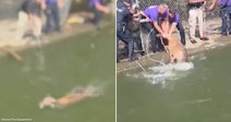 On the left, a deer swims in murky green water near a concrete edge; on the right, several people pull a wet deer out of the water.