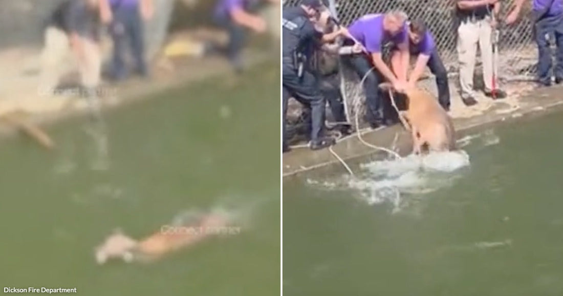 On the left, a deer swims in murky green water near a concrete edge; on the right, several people pull a wet deer out of the water.