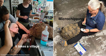 On the left, several people treat a large tortoise on an exam table in a veterinary clinic; on the right, a person microchips a large tortoise on a floor.